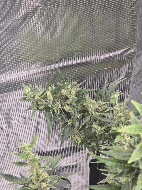 Gorilla Zkittlez auto. Week 14 - Gorilla Zkittlez 