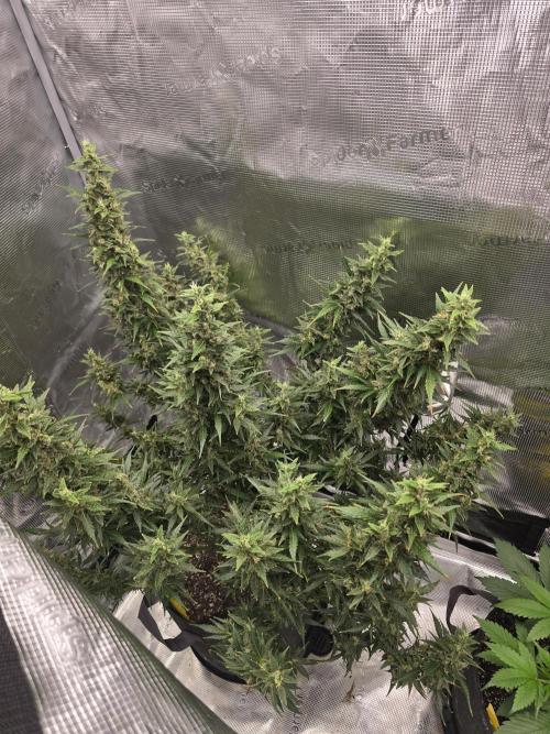 Gorilla Zkittlez auto. Week 14 - Top shot 