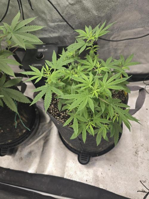 Insane OG. Week 8 - The light are flipped and flower begins 