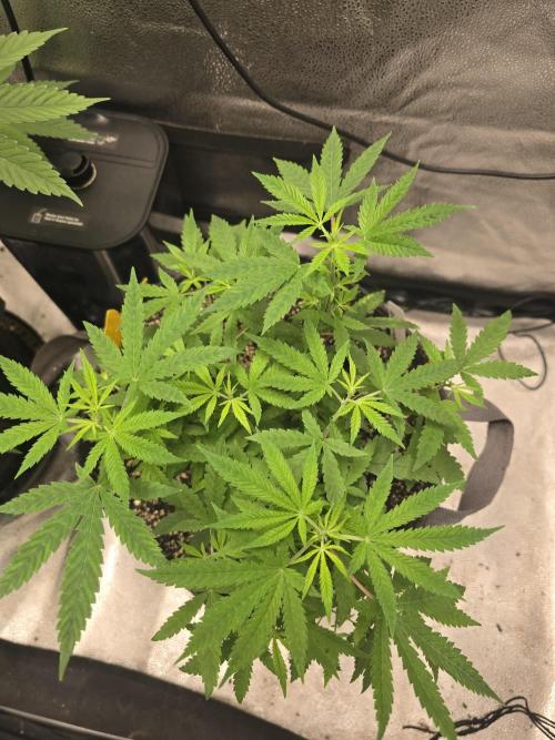 Insane OG. Week 8 - Lots of new healthy growth 