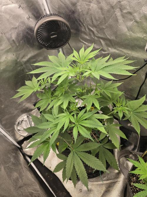 Blue Dream. Week 7 - She doing great just flipped to flower.  