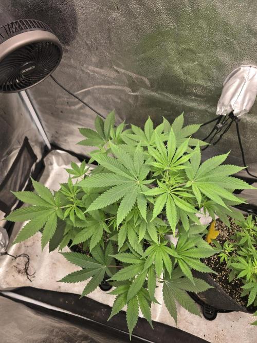 Blue Dream. Week 7 - Top shot.  I did give her a haircut after this picture was taken 