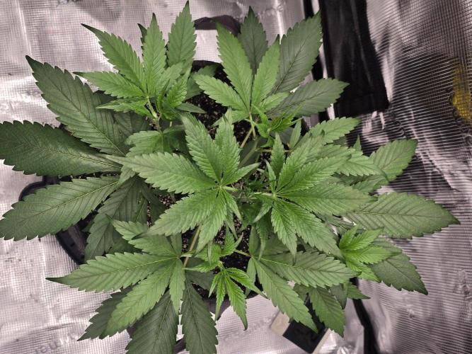 Strawberry Gorilla auto. Week 4 - She went into flower and has exploded 