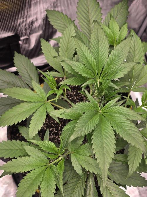 Strawberry Gorilla auto. Week 4 - Beautiful fan leaves 
