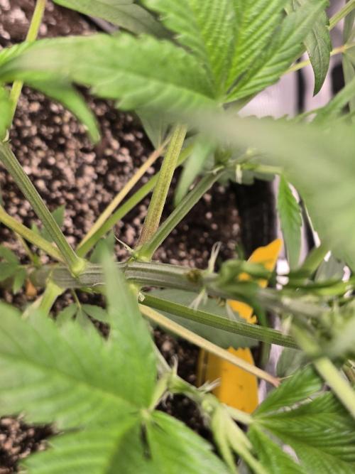 Strawberry Gorilla auto. Week 4 - The pistols are popping 