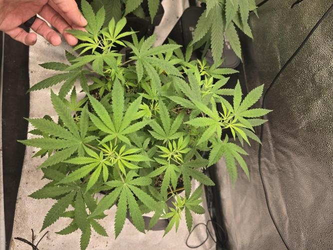 Insane OG. Week 9 - Shes happy 