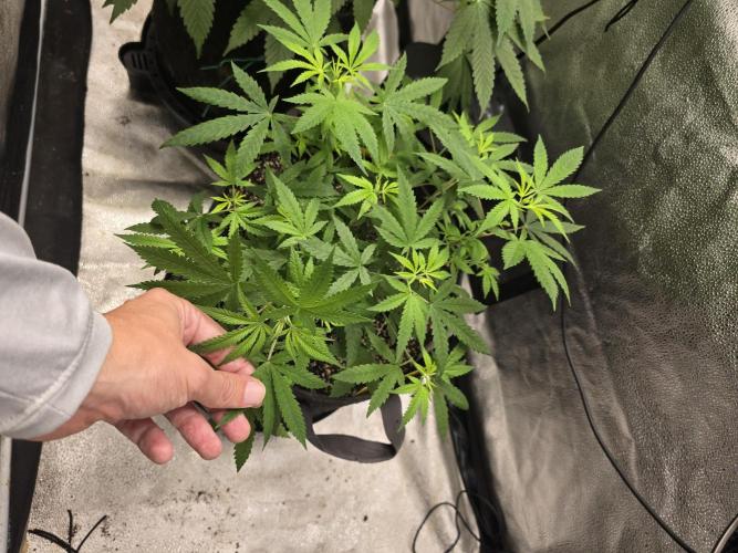 Insane OG. Week 9 - Shes small but shes gonna stretch 