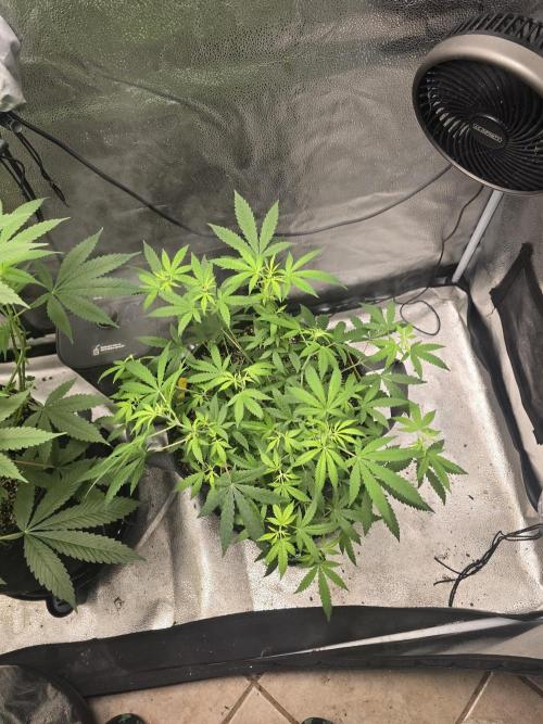 Insane OG. Week 9