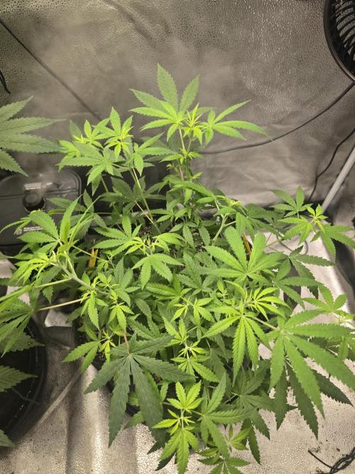 Insane OG. Week 9