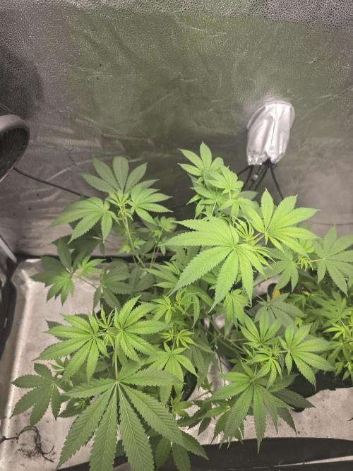 Blue Dream. Week 8 - Blue Dream. 