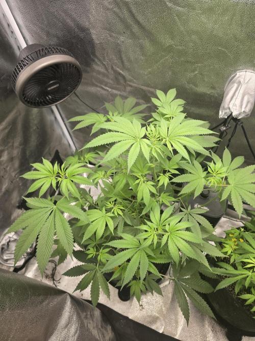Blue Dream. Week 8 - Still no issues 