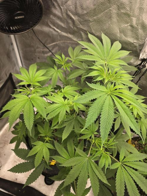 Blue Dream. Week 8 - Before her trim