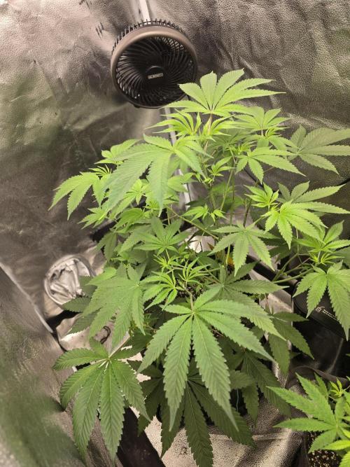 Blue Dream. Week 8 - Side shot