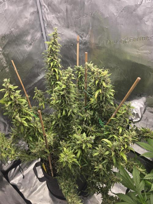 Gorilla Zkittlez auto. Week 15 - I believe this may be her final week.
