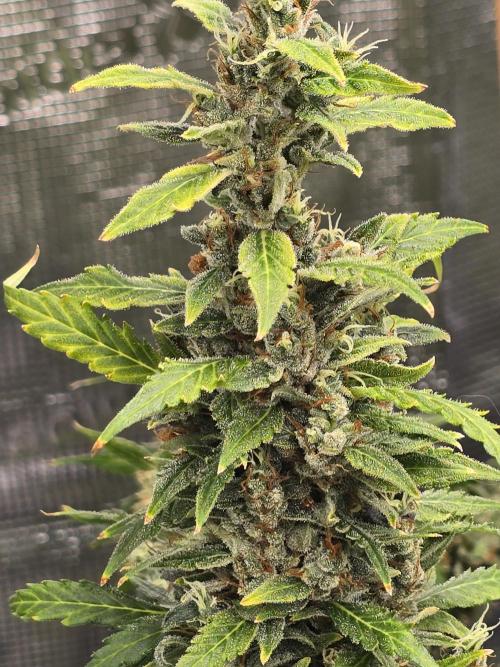 Gorilla Zkittlez auto. Week 15 - Tall frosty buds