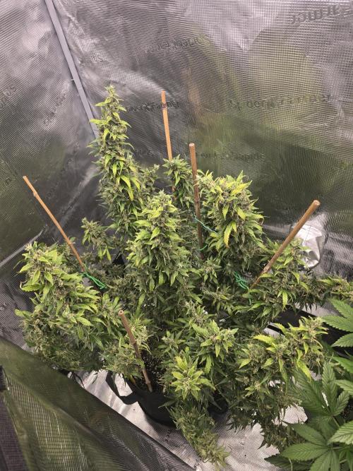 Gorilla Zkittlez auto. Week 15 - Shes fading out