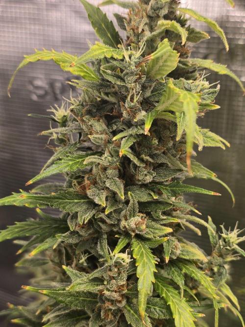 Gorilla Zkittlez auto. Week 15 - Some foxtailing