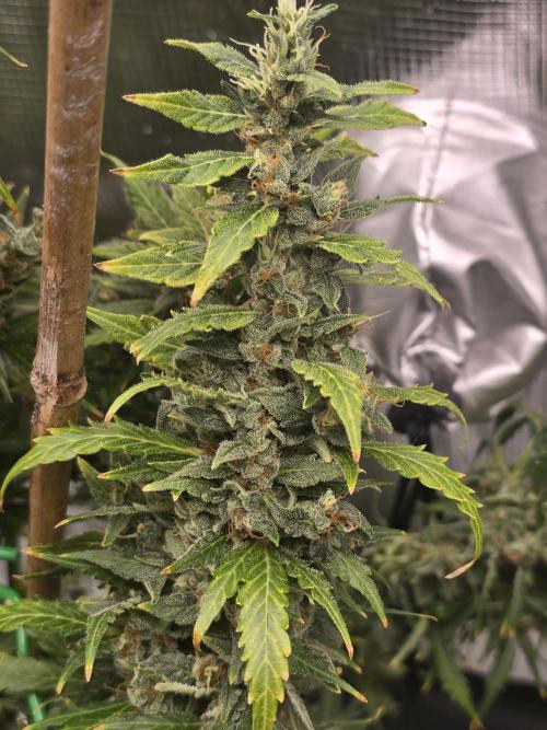 Gorilla Zkittlez auto. Week 15 - Gorilla Zkittlez 