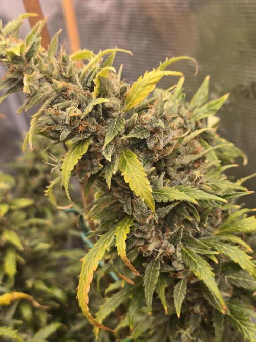 Gorilla Zkittlez auto. Week 15 - Gorilla Zkittlez 