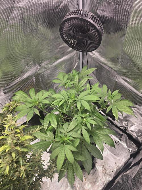 Strawberry Gorilla auto. Week 5 - Beautiful girl