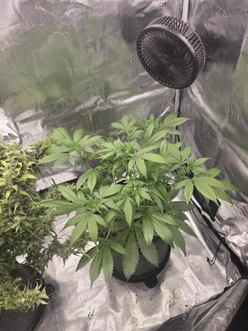 Strawberry Gorilla auto. Week 5 - Strawberry Gorilla 