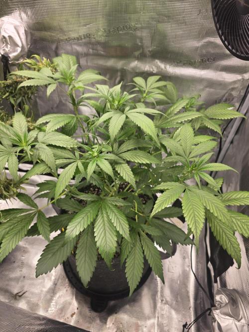 Strawberry Gorilla auto. Week 5 - Big fan leaves 