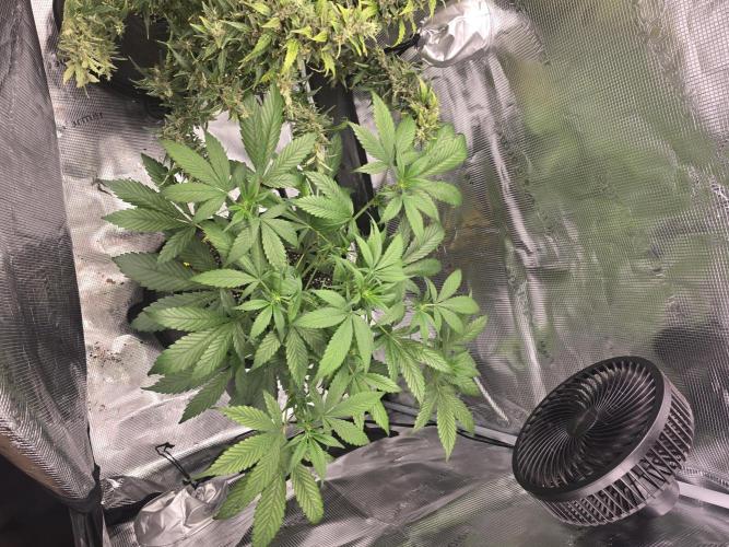 Strawberry Gorilla auto. Week 5 - Strawberry Gorilla 