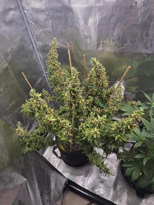 Gorilla Zkittlez auto. Week 16 - Before the chop