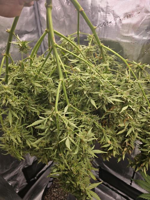 Gorilla Zkittlez auto. Week 16 - One of the heaviest autos I have grow 