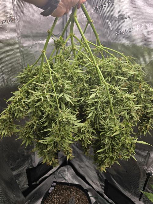 Gorilla Zkittlez auto. Week 16 - Gorilla Zkittlez 