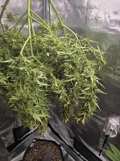 Gorilla Zkittlez auto. Week 16 - Gorilla Zkittlez 