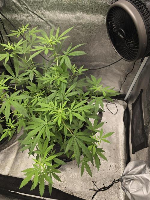 Insane OG. Week 10 - Starting to stretch more