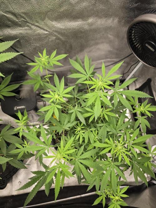 Insane OG. Week 10 - Top shot