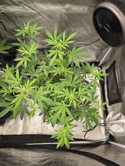 Insane OG. Week 10