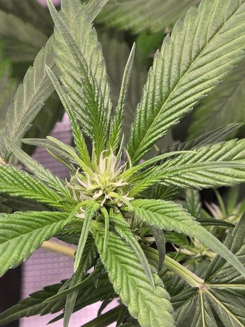 Strawberry Gorilla auto. Week 6 - Show me them pistols girl 
