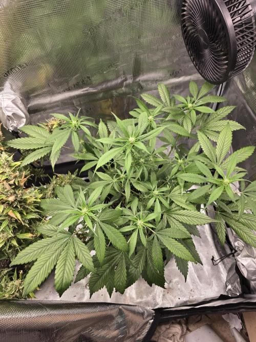 Strawberry Gorilla auto. Week 6 - Alittle to much nitrogen still.  Hopefully we fixed the issue 