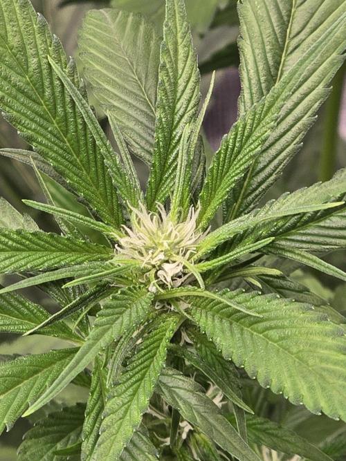 Strawberry Gorilla auto. Week 6 - Beautiful 
