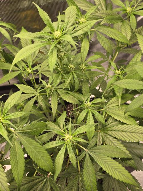 Strawberry Gorilla auto. Week 6 - Strawberry Gorilla 