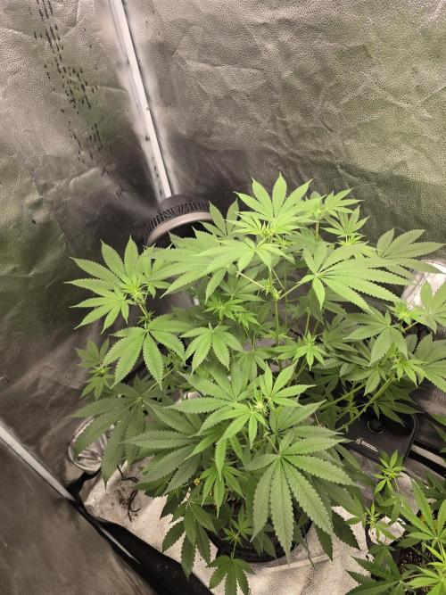 Blue Dream. Week 9 - Shes just a beauty 