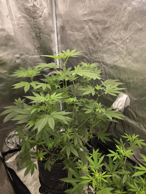 Blue Dream. Week 9 - Shes getting tall