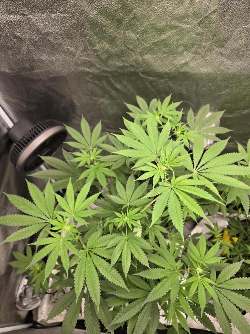 Blue Dream. Week 9 - Every leaf is perfect 