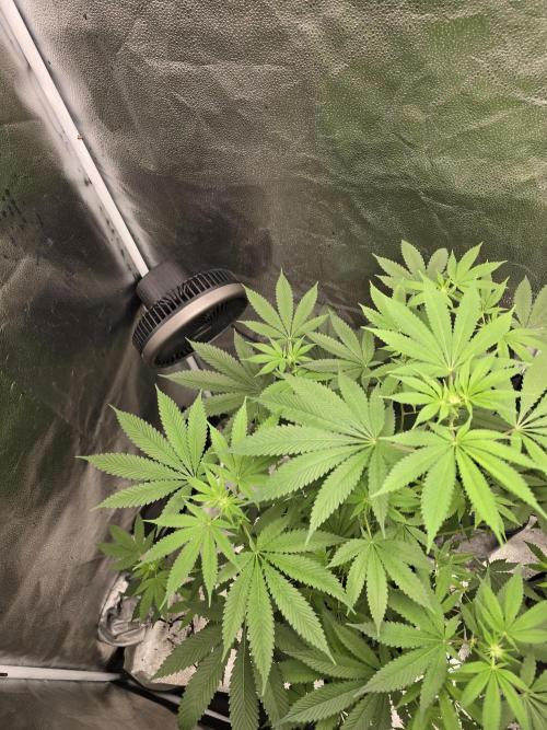 Blue Dream. Week 9 - Blue Dream 