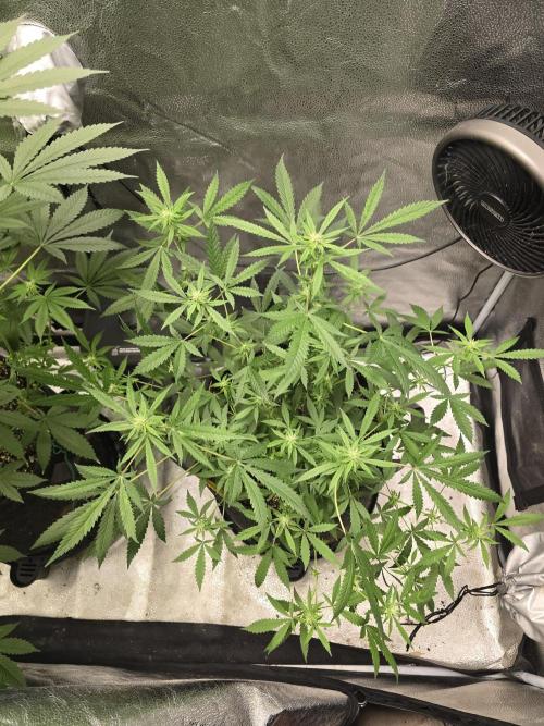 Insane OG. Week 11 - Moving along nicely 