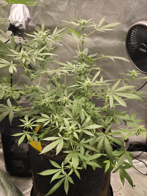 Insane OG. Week 11 - Side shot