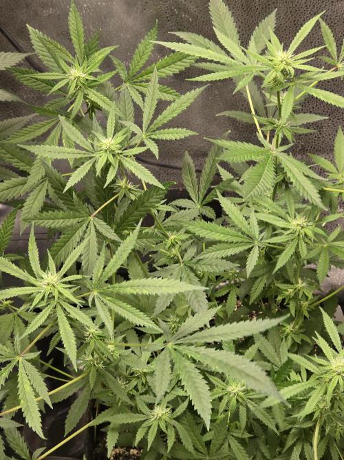 Insane OG. Week 11 - Top