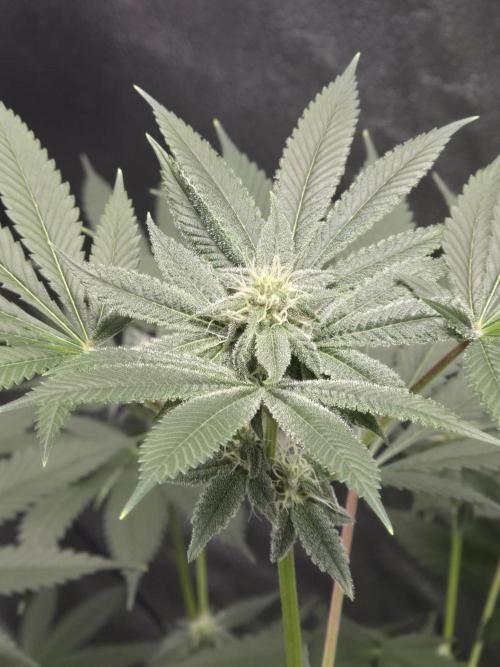 Blue Dream. Week 10 - Shes looking beautiful.