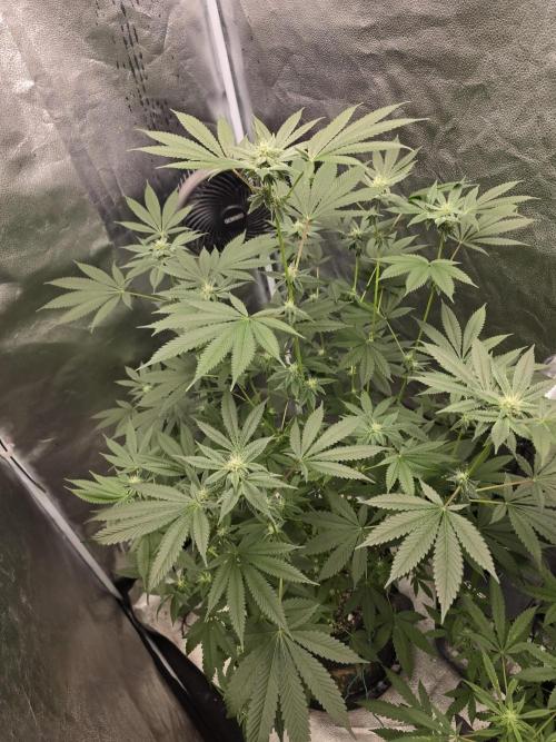Blue Dream. Week 10 - A magnificent plant all around 