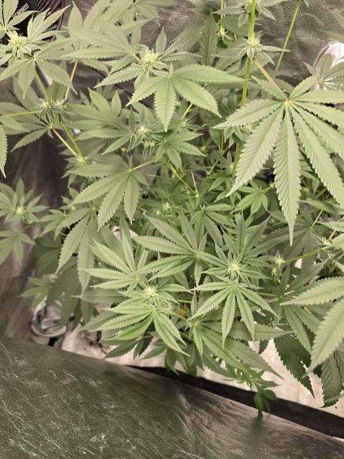 Blue Dream. Week 10 - Blue Dream 