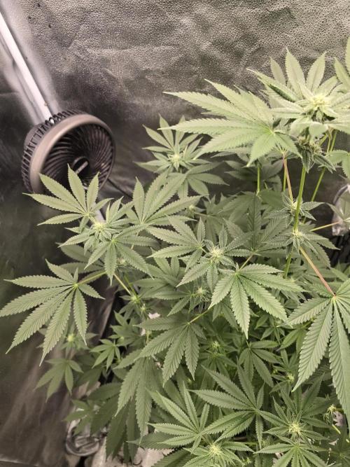 Blue Dream. Week 10 - Blue Dream 