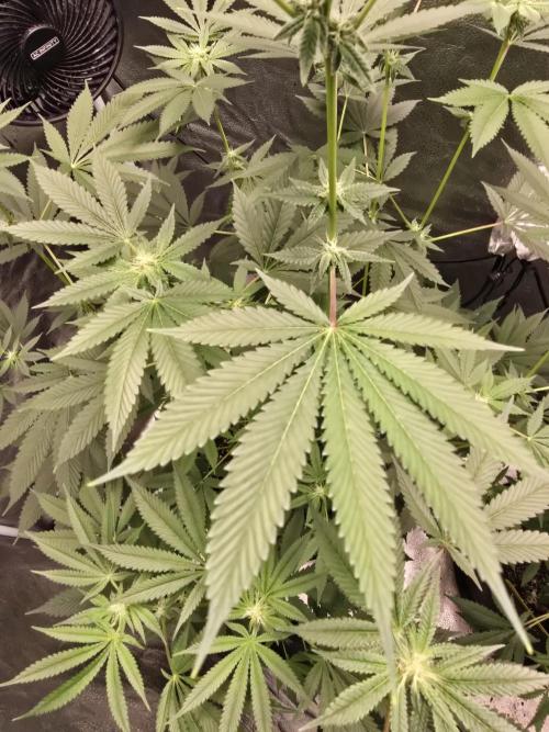 Blue Dream. Week 10 - Perfect fan leaf 